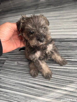 Vand pui Schnautzer pitic - imagine 3