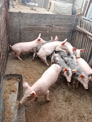 Vând purcei  - imagine 4