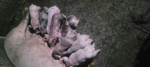 De vânzare  - imagine 3