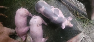 De vânzare  - imagine 4