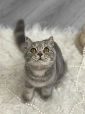 British Băiețel extraordinar 