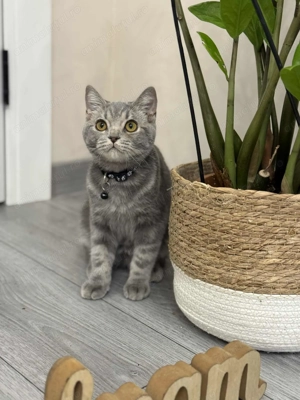 British Băiețel extraordinar  - imagine 5