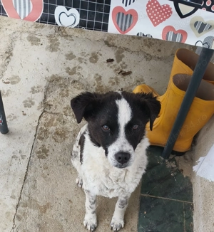 Donez Cătei talie mica  - imagine 3