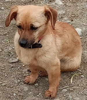 Donez Cătei talie mica  - imagine 2