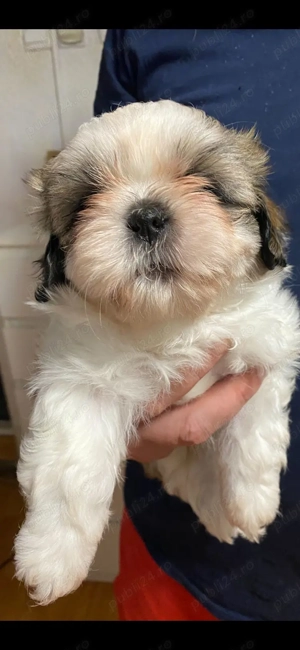 Shih Tzu-rasa iubirii și a blândeții  - imagine 6