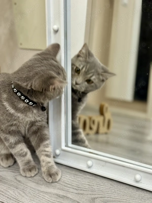 British băiețel un exemplar extraordinar