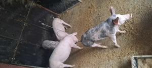 Porci landrace născuți 19 mai  850 lei buc   Nenciulești Teleorman - imagine 2