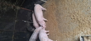 Porci landrace născuți 19 mai  850 lei buc   Nenciulești Teleorman - imagine 3