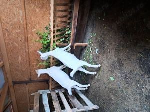 Vând iede rasa saanen - imagine 3 Vând iede rasa saanen - imagine 3