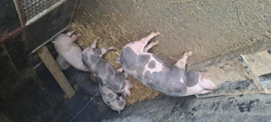  De vânzare porci Pietrain belgieni   rasă pură  - imagine 5