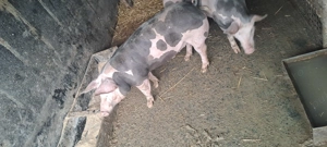  De vânzare porci Pietrain belgieni   rasă pură 