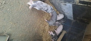  De vânzare porci Pietrain belgieni   rasă pură  - imagine 3