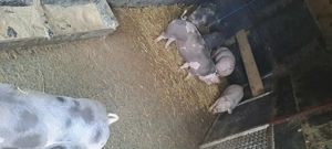  De vânzare porci Pietrain belgieni   rasă pură  - imagine 4
