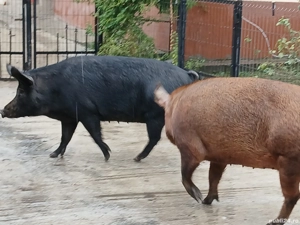 Purcele de vanzare  - imagine 5