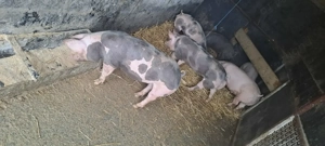  De vânzare porci Pietrain belgieni   rasă pură  - imagine 2