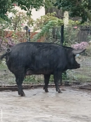 Purcele de vanzare  - imagine 3