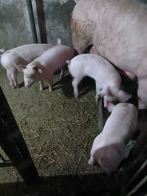 Vand purcei Marele Alb - imagine 2