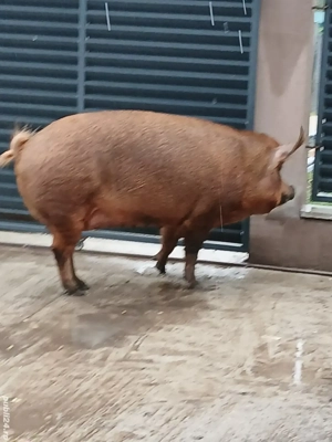 Purcele de vanzare  - imagine 4