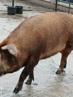 Purcele de vanzare  - imagine 2