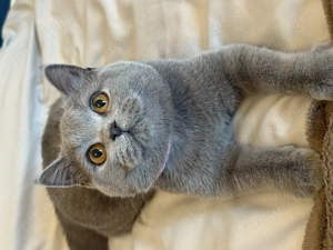 British fețița foarte frumoasă - imagine 2