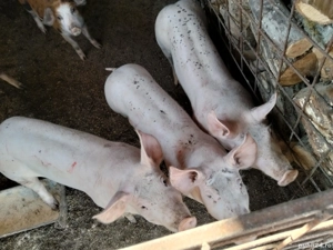 vand porci de 45 de kg 