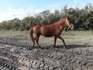 Iapa de tractiune de vanzare