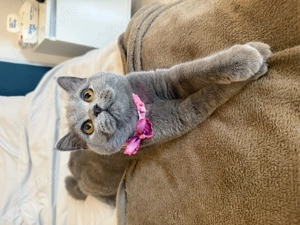 British fețița foarte frumoasă