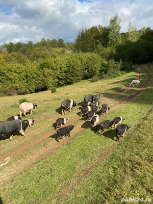 porci si purcei de vanzare - imagine 3