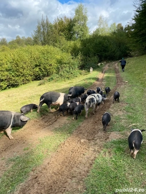 porci si purcei de vanzare - imagine 4