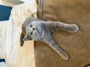 British fețița foarte frumoasă - imagine 5