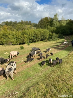 porci si purcei de vanzare - imagine 5