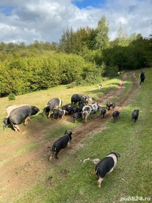 porci si purcei de vanzare - imagine 2
