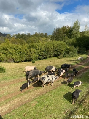porci si purcei de vanzare