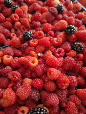 Vand butasi de  Zmeura remontanta