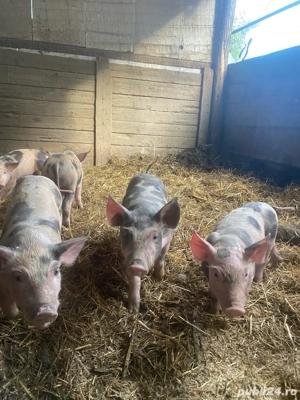 vqnd purcei  - imagine 4