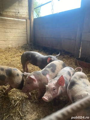 vqnd purcei  - imagine 3