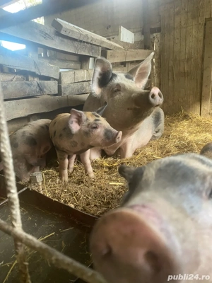 vqnd purcei  - imagine 2