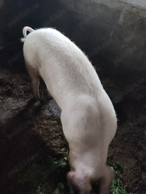 Vând sau schimb vier Landrace pur pentru monta