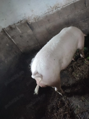 Vând sau schimb vier Landrace pur pentru monta - imagine 2