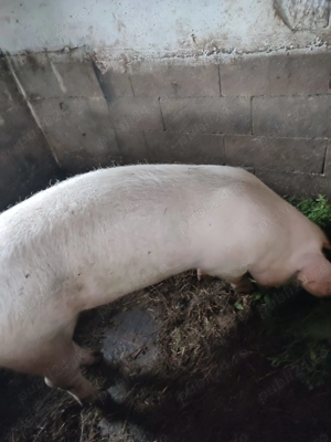 Vând sau schimb vier Landrace pur pentru monta - imagine 3