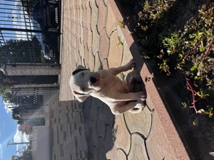 Catei Dog Argentinian