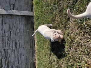 Catei Dog Argentinian - imagine 4