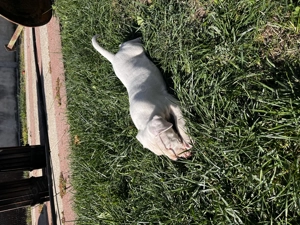 Catei Dog Argentinian - imagine 3