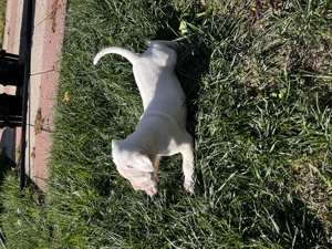 Catei Dog Argentinian - imagine 2