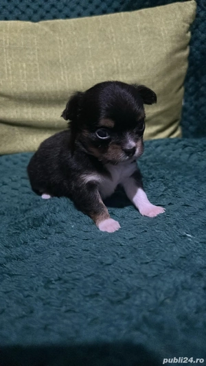 Chihuahua mini toy - imagine 4