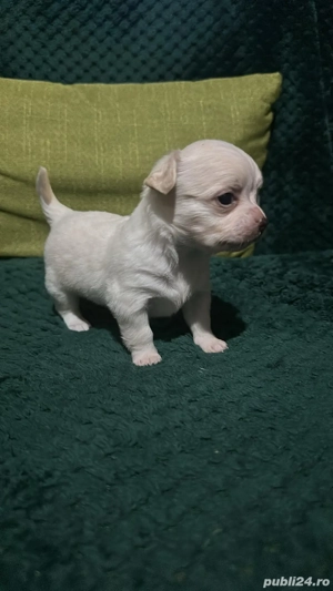 Chihuahua mini toy - imagine 5