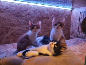 Trei suflete mici caută iubire și un cămin cald