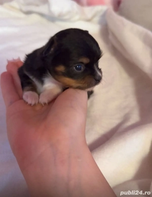 Chihuahua mini toy