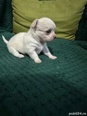 Chihuahua mini toy - imagine 3