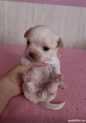 Chihuahua mini toy - imagine 2